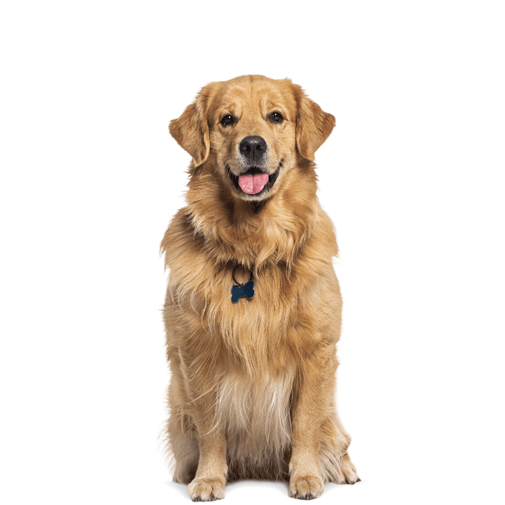 Happy Golden Retriever